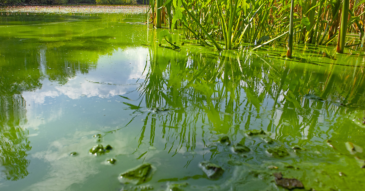 Surveillance Chlorophylle